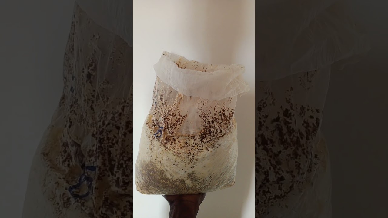 Mushroom Fruiting Bags