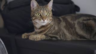 1 Year Old Tabby | Sony A7V + Viltrox 85mm F2.0 EVO | 4K 25