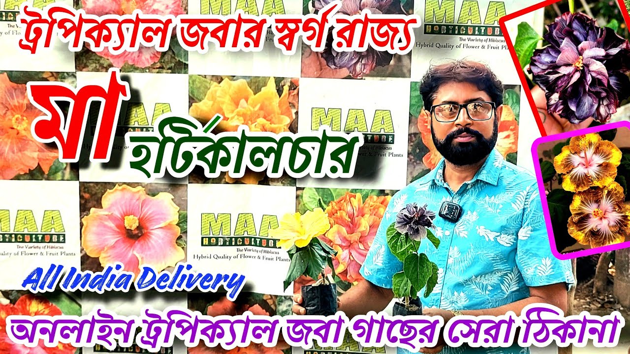 ঘরে বসে পাবেন বাছাই করা জলের দামে ট্রপিক্যাল জবা ও বাগান বিলাস/Maa Horticulture 300 Variety Hibiscus