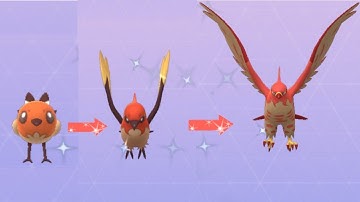 Pokémon go evolving shiny Fletchling to shiny Fletchinder to shiny shiny Talonflame
