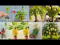 Best 6 creative ideas for growing grapes orange  mango banana papaya and  jackfruit at home
