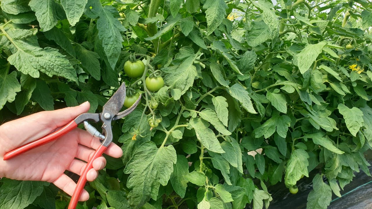 Почему с помидоров удаляют листья?