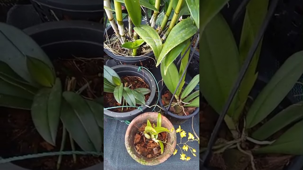 ඔකිඩ් වවන්න ඔයත් කැමතිද? බලන්නකෝ...