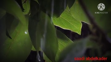 للقارئ شريف مصطفى سورة الفرقان مع صوت تساقط المطر يأخذك إلى عالم خيالي 🎧🎧