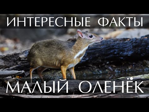 Малый оленёк (Канчиль) - интересные факты