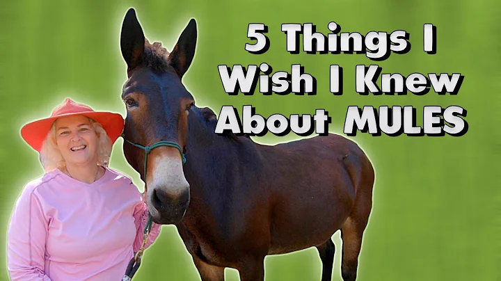 5 Things I Wish I Knew About MULES - DayDayNews