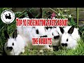 Top 10 facts about the rabbits | Rabbitry Philippines | RABBIT FARMING | RABBIT Facts
