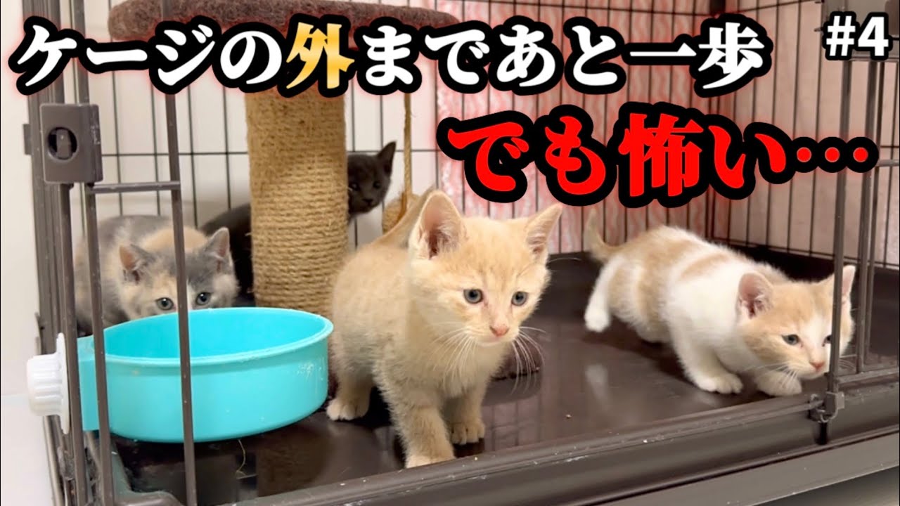 Just one step away The world's cutest 