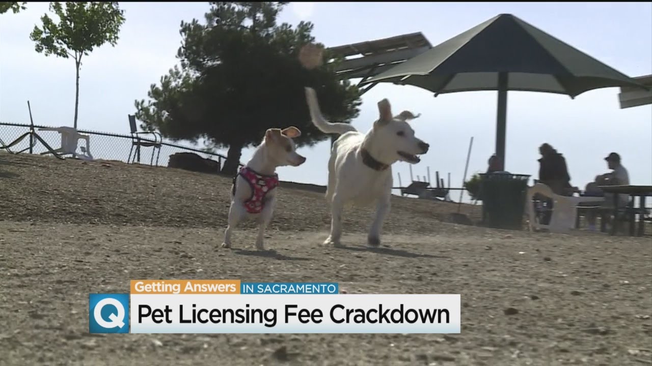 Pet Licensing Fee Crackdown YouTube