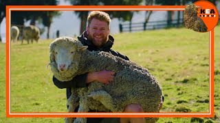 Kea Kids News: Lake Hawea Station has created a sheep ewe-topia | nzherald.co.nz