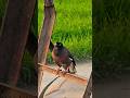 Common Myna Bird #shorts