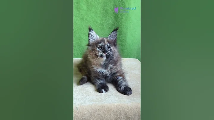 Watch the video about Adopt Wedanga