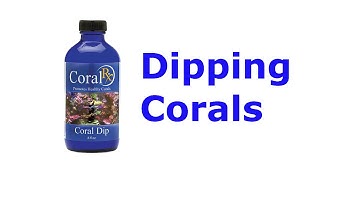 Coralife BioCube 29 Build - Part 5: Dipping new corals and another new fish