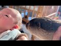 2度目の赤ちゃん接触を行うカワウソ An otter making contact with a baby for the second time