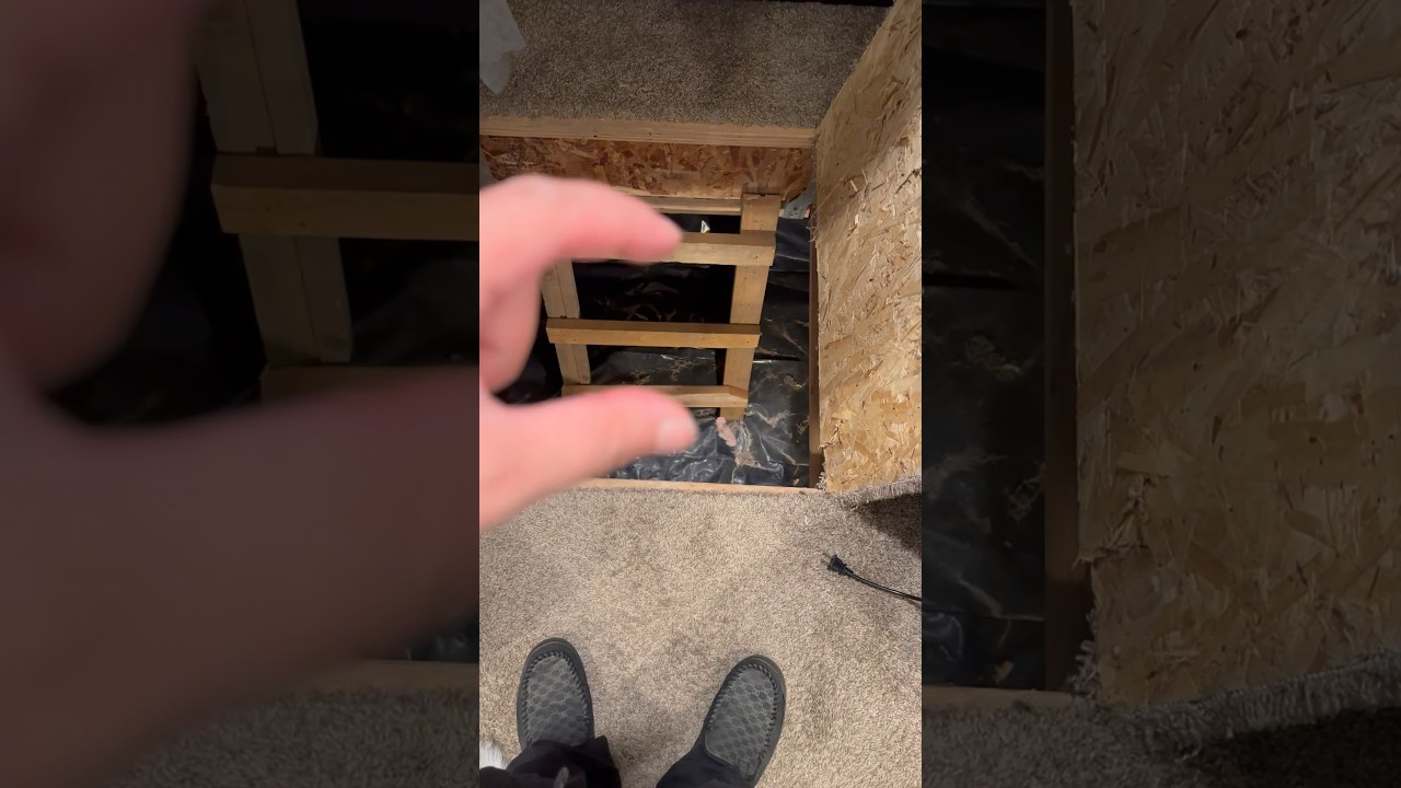 Crazy giant spiders in my basement