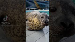 Furry Tiktok Celebs Try Not To Laugh