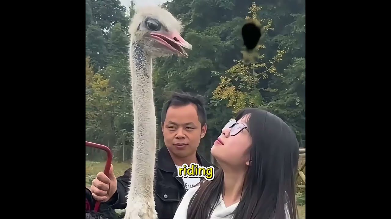 She Became an Ostrich Keeper Just to Ride One#funny #pets #shuorts