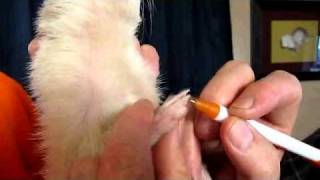 How to Clip a Ferrets Nails