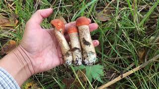 Сентябрь 2019, короткий поход за грибами