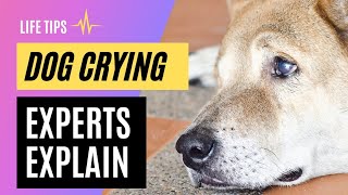 Do Dogs Cry? Experts Explain Dog Tears | Life Tips