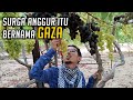 PANTESAN PALESTINA JADI REBUTAN, BUAH-BUAHANNYA MELIMPAH RUAH - VLOG MUHAMMAD HUSEIN GAZA