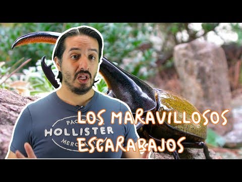 10 datos INCREIBLEMENTE INTERESANTES sobre los ESCARABAJOS 🐞🐞🐞 - Hey Arnoldo