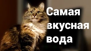 КОТ ПЬЕТ ВОДУ | НОВЫЙ СПОСОБ УТОЛИТЬ ЖАЖДУ | КОШАЧИЙ ТРИЛЛЕР