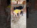 Who met all the friends, Goat Base, recorded the real life of the farmer  Female sheep#72