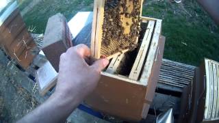 double nuc into 2queen