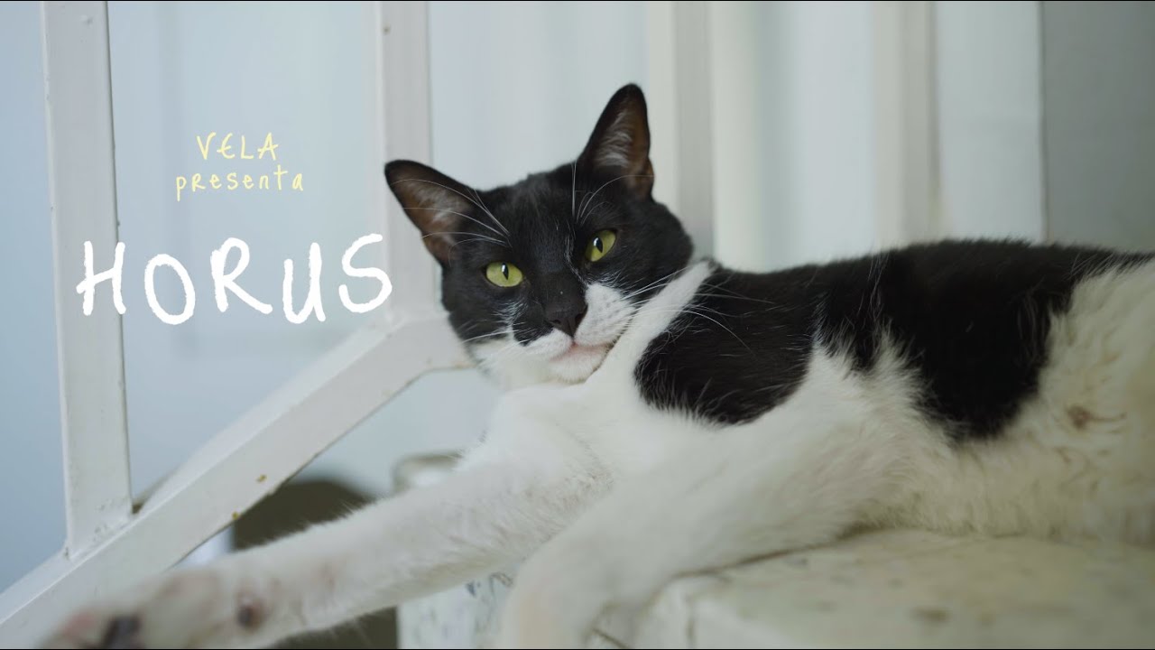 Watch VELA - Horus (Vídeo Oficial) on YouTube Watch VELA - Horus (Vídeo Oficial) on YouTube