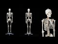 Модель "Скелета человека анатомический 170 см" описание