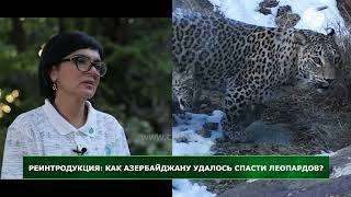 Зелёный мир – Реинтродукция: как Азербайджану удалось спасти ...