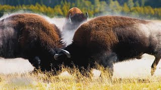 Bison Damérique La Force Brute Et Le Sale Caractère Du Roi Des Plaines