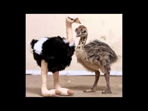 Ostrich / страус / სირაქლემა