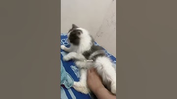 Thumbnail of Dielus eluuus malah ngancem #beranda #musik #lirik #music #cat #lagukucing #catlover