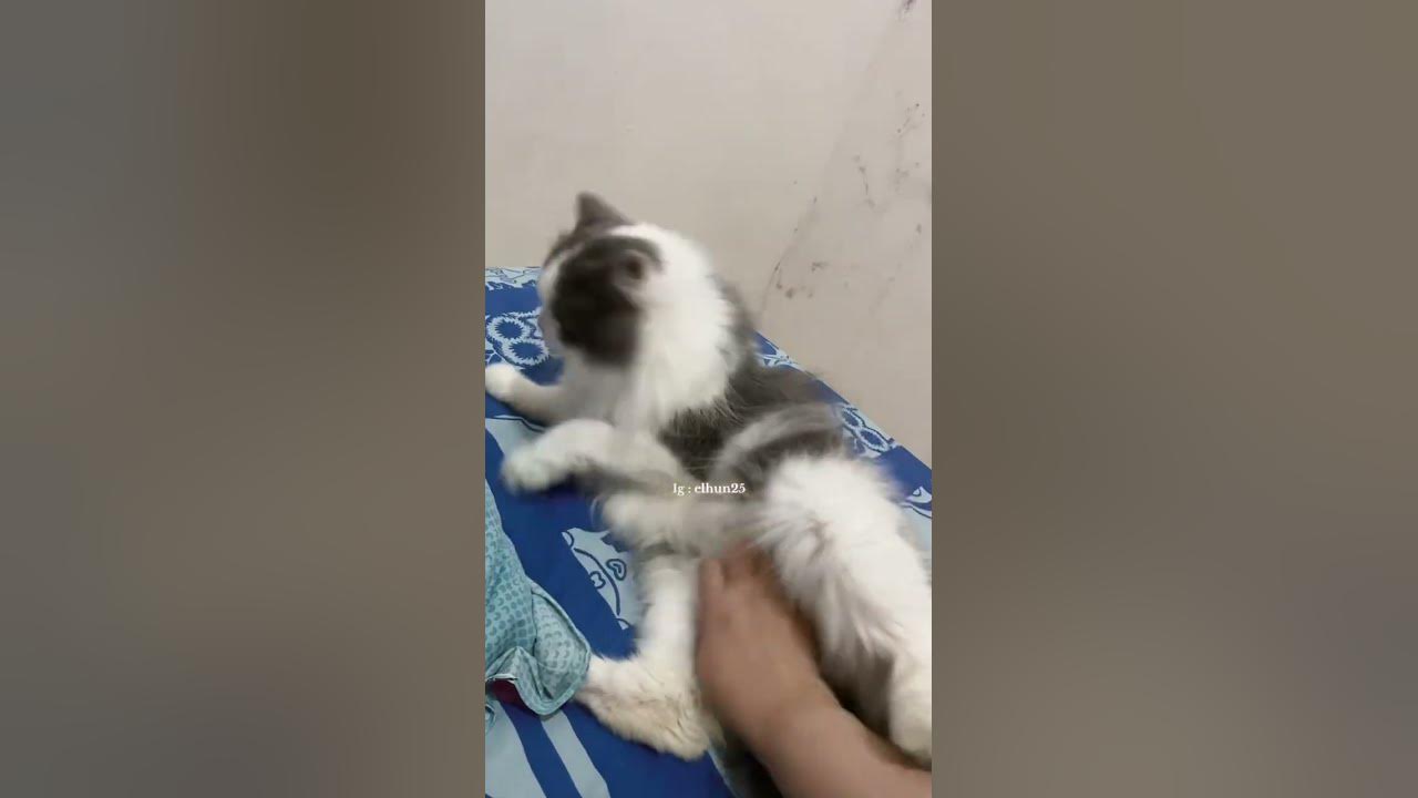 Dielus eluuus malah ngancem #beranda #musik #lirik #music #cat #lagukucing #catlover