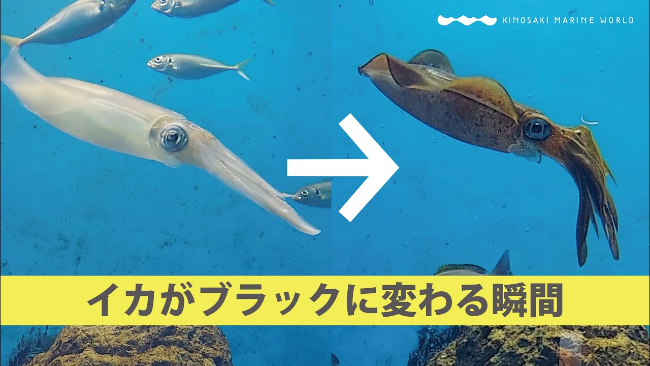 話題 イカがブラックに変わる瞬間 城崎マリンワールド 水族館以上 であること