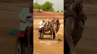 Rajasthan village life #rajasthan #village #shorts