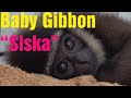 "SISKA" LE BÉBÉ GIBBON QUI NE RETROUVERA JAMAIS LA LIBERTÉ