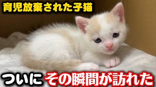 未熟児だった子猫に歓喜の瞬間が訪れました