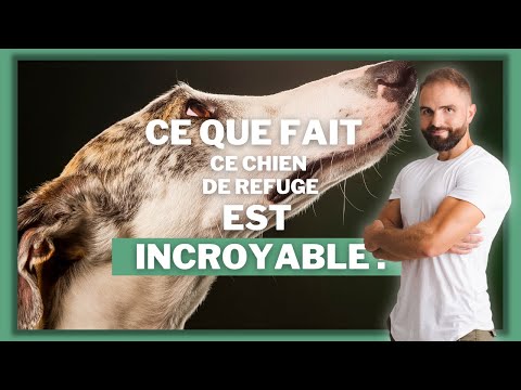 Vidéo: Votre guide pour votre premier chien de refuge