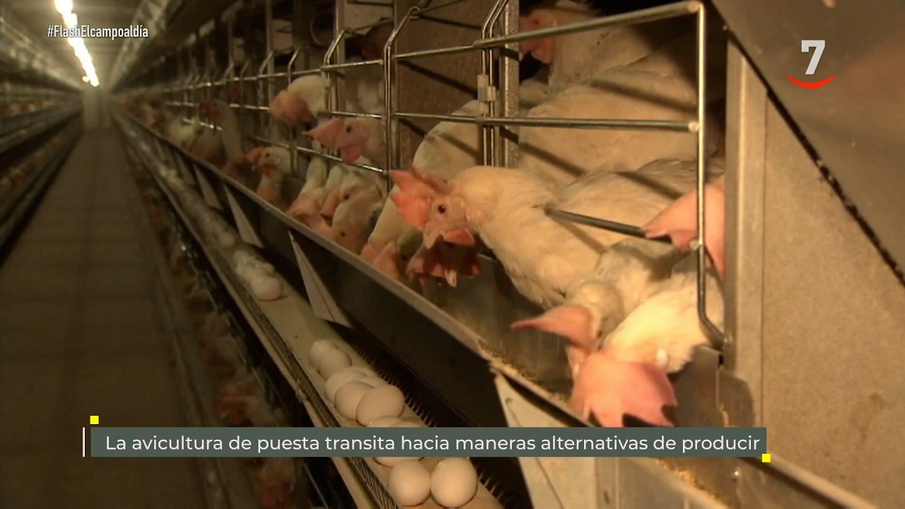 Flash El campo al día (09/04/2026): La avicultura de puesta, hacia maneras alternativas de producir