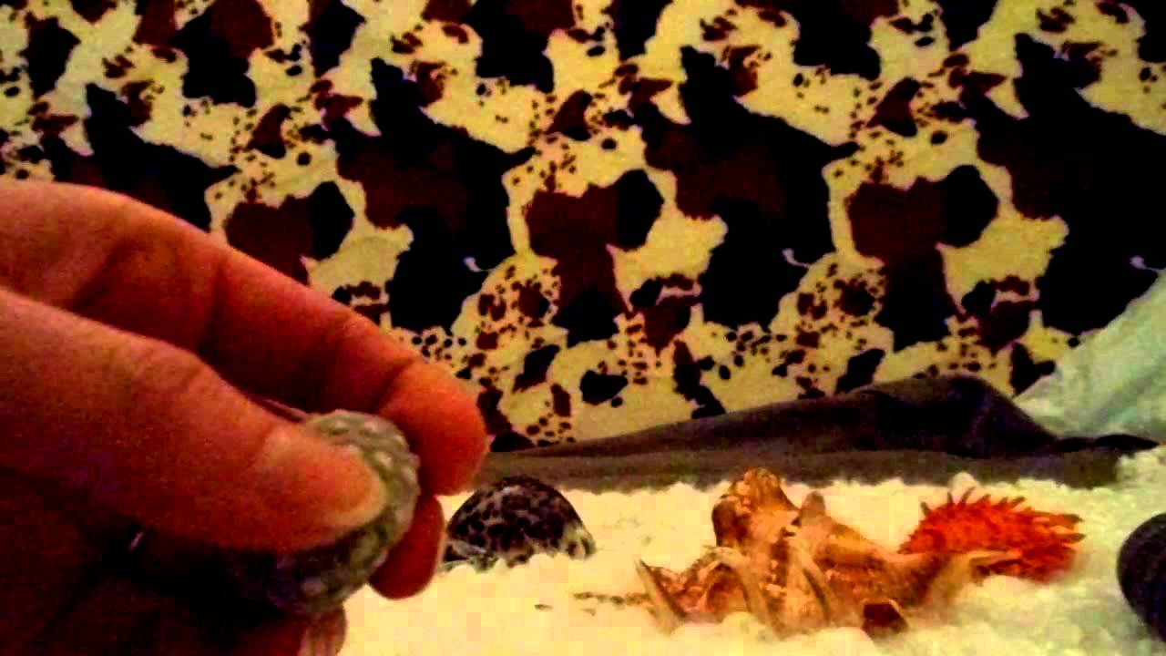 ASMR almost inaudible Whispering - Sounds of Seashells show & tell