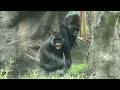 Dramatic Battle for the Pool Part 3, D'jeeco involved, Tayari slapped Iriki金剛猩猩迪亞哥拍塔,塔拍姊姊 #gorilla