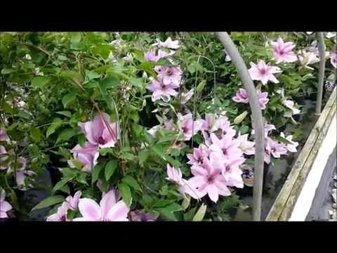 Best Flowering Vines - Clematis Nelly Moser