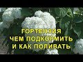 Гортензия Уход, Чем Подкормить и как Поливать.