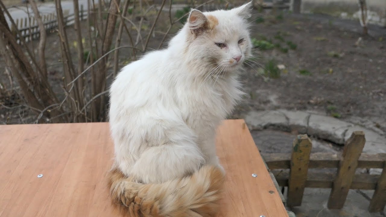 robin seplut wikipedia Old cat with orange tail from the basement