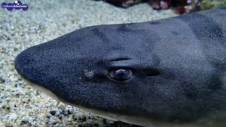 Marine Animals and Their Senses: Shark Senses!