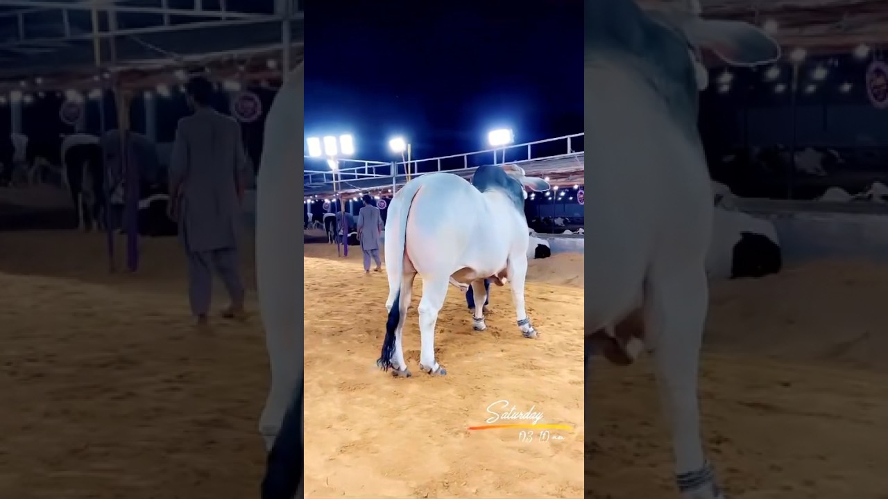 SIBBI MELA WINNER | NORTHERN BYPASS MANDI KARACHI 2024 | 