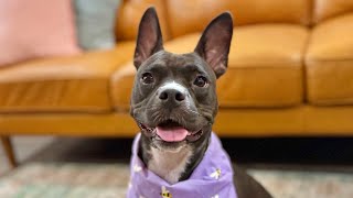 Mama Bear itty bitty Boston babe! screenshot 3